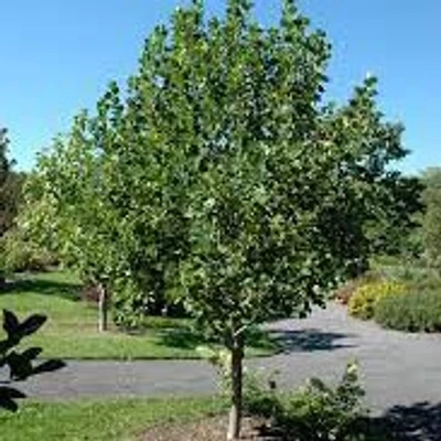 Liriodendron tulipifera 'Ardis' – Tulipánfa
