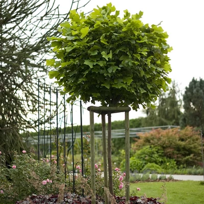 Liriodendron tulipifera 'Edward Gursztyn' – Tulipánfa