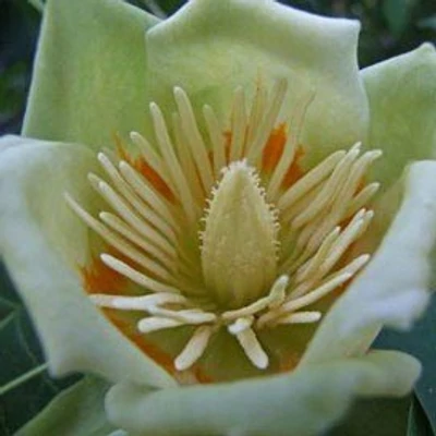 Liriodendron tulipifera 'Snowbird' – Tulipánfa