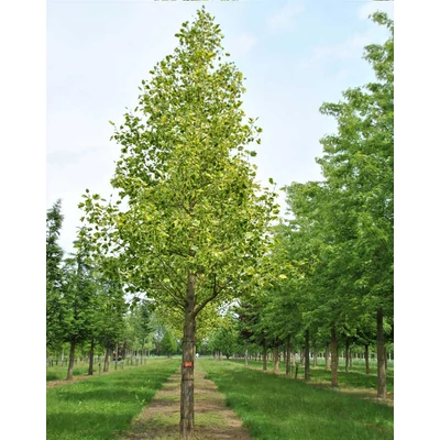 Liriodendron tulipifera 'Aureomarginatum' - Sárga tarka levelű tulipánfa