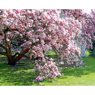 Magnolia kobus 'Hajnal' – Japán liliomfa