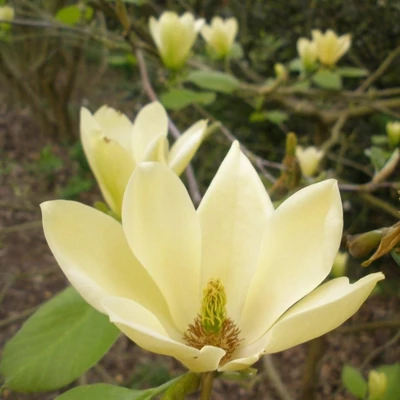 Magnolia 'Golden Gift' – Liliomfa