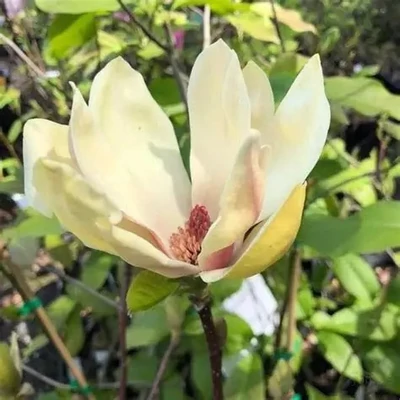 Magnolia 'Sunburst' – Liliomfa