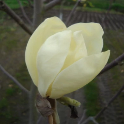 Magnolia 'Yellow Fever' – Liliomfa
