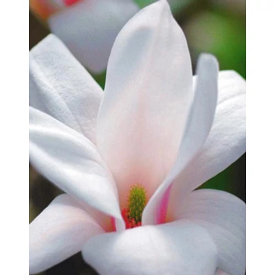 Magnolia x soulangeana 'Alba Superba' – Nagyvirágú liliomfa