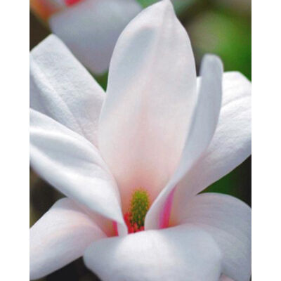 Magnolia x soulangeana 'Alba Superba' – Nagyvirágú liliomfa