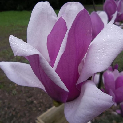 Magnolia 'Alexandrina' – Nagyvirágú liliomfa