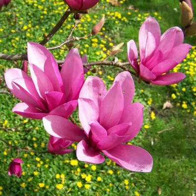 Magnolia 'Ann' – Liliomfa oltvány