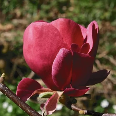Magnolia 'Antje Zandee' – Liliomfa