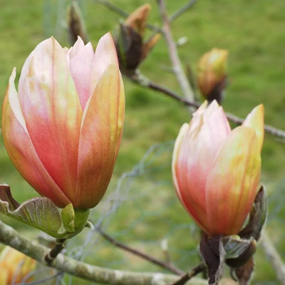 Magnolia 'Apricot Brandy' – Liliomfa