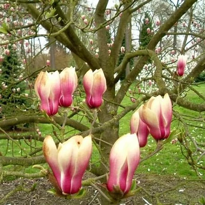 Magnolia 'Bjuv' – Liliomfa