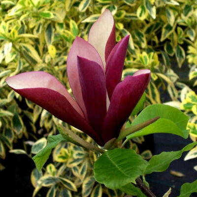 Magnolia 'Black Beauty' – Liliomfa