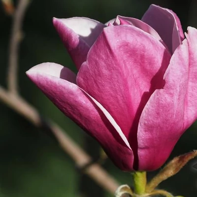 Magnolia 'Black Swan' – Liliomfa
