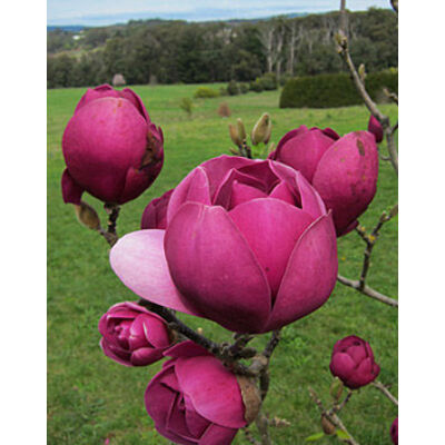 Magnolia 'Black Tulip' – Liliomfa oltvány