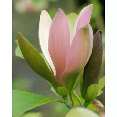 Magnolia x brooklynensis 'Eva Maria' – Liliomfa