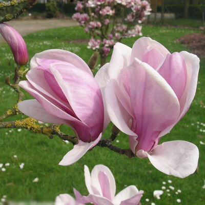 Magnolia 'Chamaleon' – Liliomfa oltvány