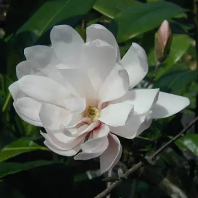 Magnolia 'Champaign' – Liliomfa