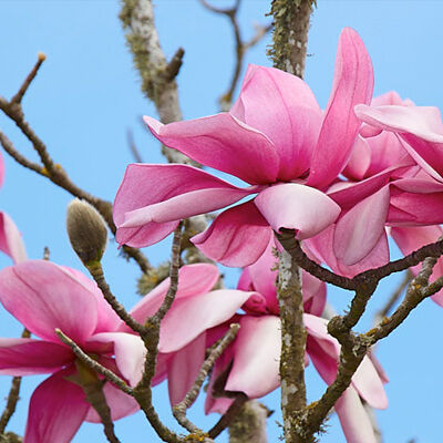 Magnolia campbellii 'Charles Raffill' – Liliomfa oltvány