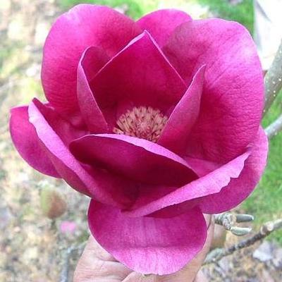 Magnolia 'Cleopatra' – Liliomfa