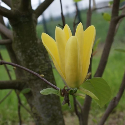 Magnolia 'Daphne' – Liliomfa