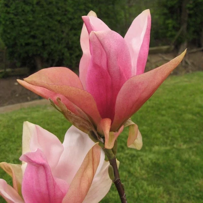 Magnolia 'Daybreak' – Liliomfa