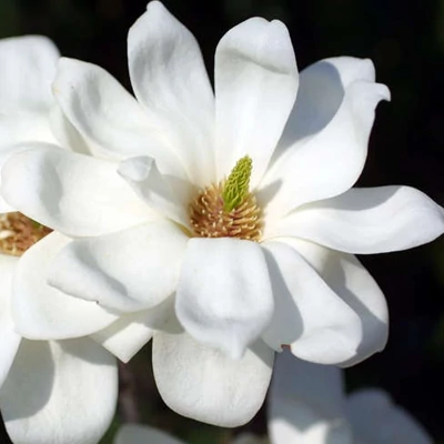 Magnolia denudata 'Double' – Jülan liliomfa