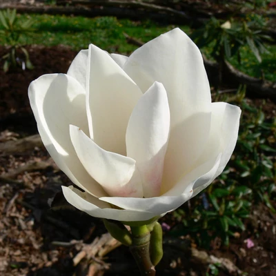 Magnolia 'Elisa Odenwald' – Liliomfa