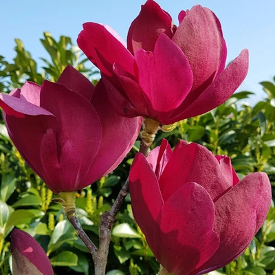 Magnolia 'Emperor'® – Liliomfa