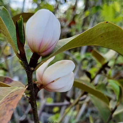 Magnolia 'Fairy Blush' (syn.: 'Micjur01') – Örökzöld liliomfa
