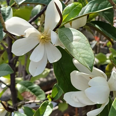 Magnolia 'Fairy Cream' (syn.: 'Micjur02') – Örökzöld liliomfa