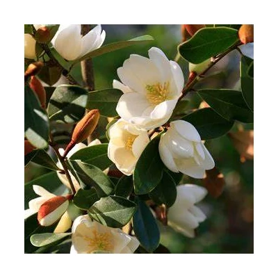 Magnolia 'Fairy Honey Velvet' – Liliomfa