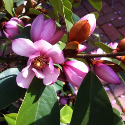 Magnolia 'Fairy Magnolia' – Liliomfa