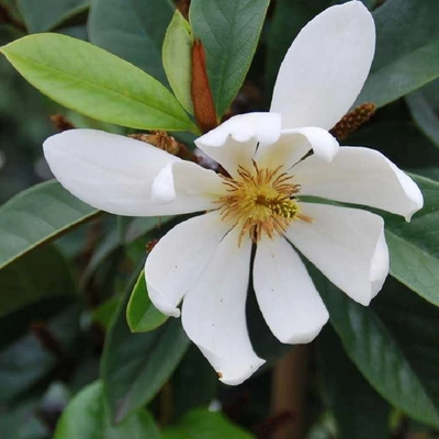 Magnolia 'Fairy White' (syn.: 'Micjur05') – Örökzöld liliomfa