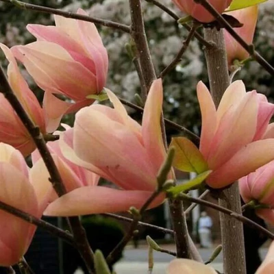 Magnolia 'Flamingo' – Liliomfa