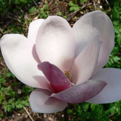 Magnolia 'Fragrant Cloud' – Liliomfa