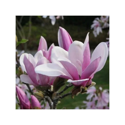Magnolia 'George Henry Kern' – Rózsaszín virágú liliomfa