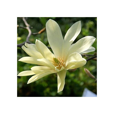 Magnolia 'Gold Star' – Liliomfa