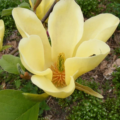 Magnolia 'Golden Gala' – Liliomfa