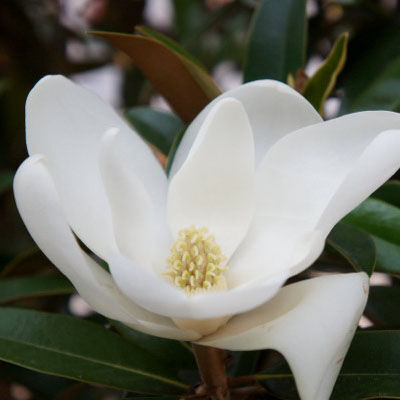 Magnolia grandiflora 'Alta' – Örökzöld liliomfa