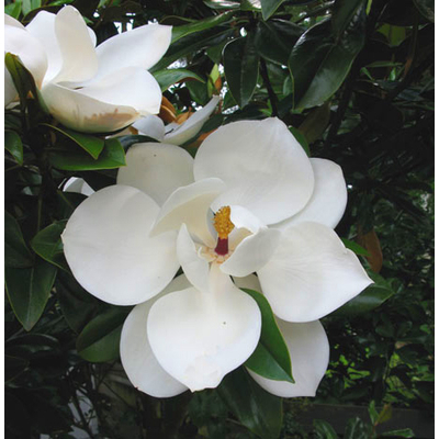 Magnolia grandiflora 'Ferruginea' – Örökzöld liliomfa