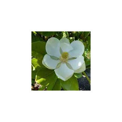 Magnolia grandiflora 'Francois Treyve' – Örökzöld liliomfa