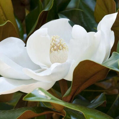 Magnolia grandiflora 'Kay Parris' – Örökzöld liliomfa