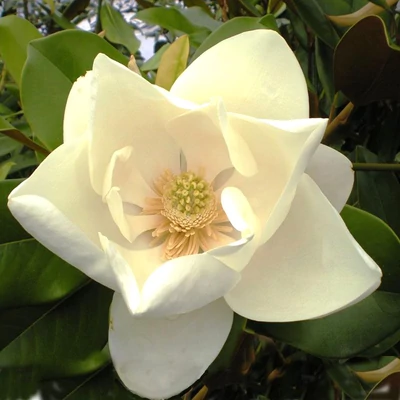 Magnolia grandiflora 'Nantais' – Telt, krémfehér virágú örökzöld liliomfa