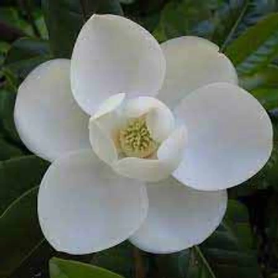 Magnolia grandiflora 'Victoria' – Örökzöld liliomfa