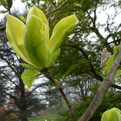 Magnolia 'Green Bee' – Liliomfa