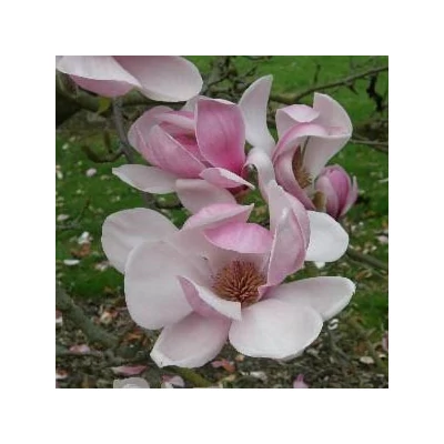 Magnolia 'Het Leen' – Liliomfa