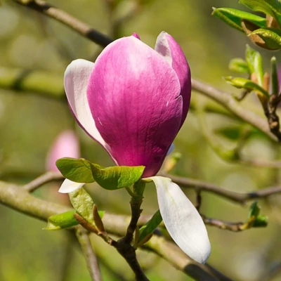 Magnolia 'Joe McDaniel' – Liliomfa
