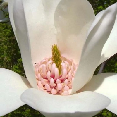 Magnolia 'Joli Pompon' – Liliomfa