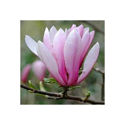 Magnolia 'Judy' – Liliomfa