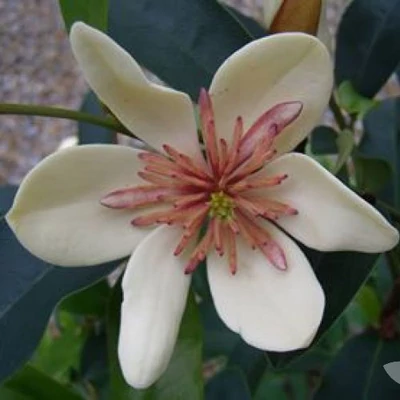 Magnolia laevifolia 'White Caviar' – Liliomfa